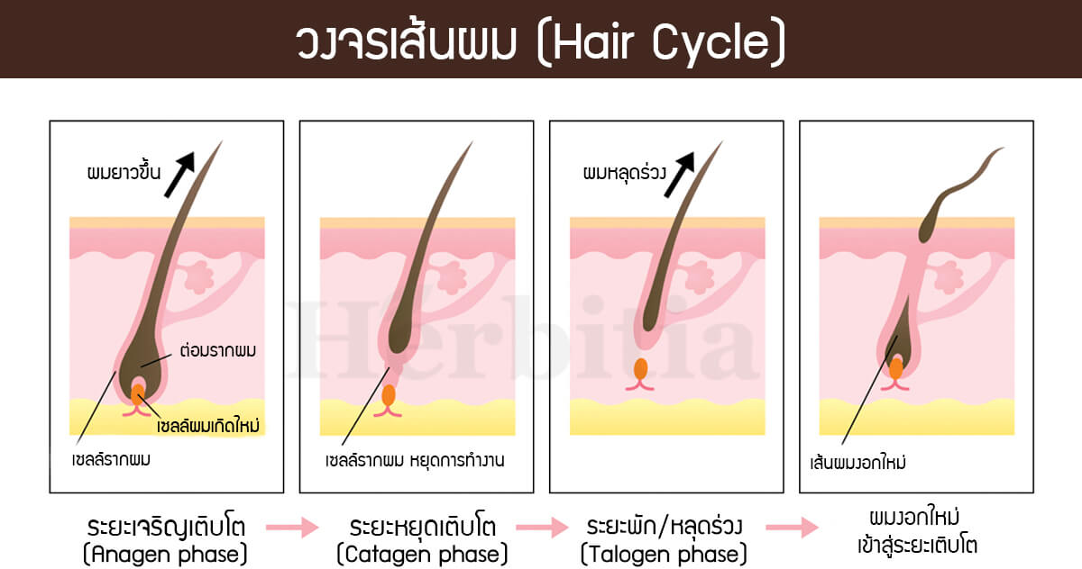 ผมร่วงหนักมาก!! อาจเป็นสัญญาณของโรคเบาหวาน - Herbitia