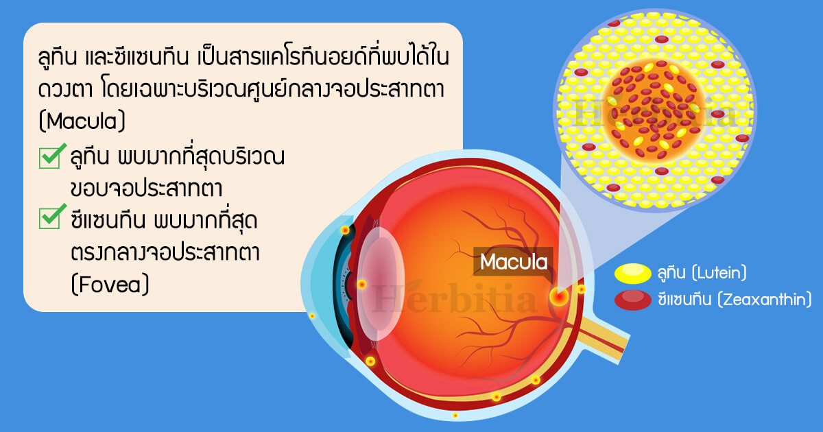 ลูทีน (Lutein) เป็นสารสีเหลืองในกลุ่มแคโรทีนอยด์ที่พบได้ในดวงตาโดยเฉพาะบริเวณศูนย์กลางจอประสาทตา (Macula)