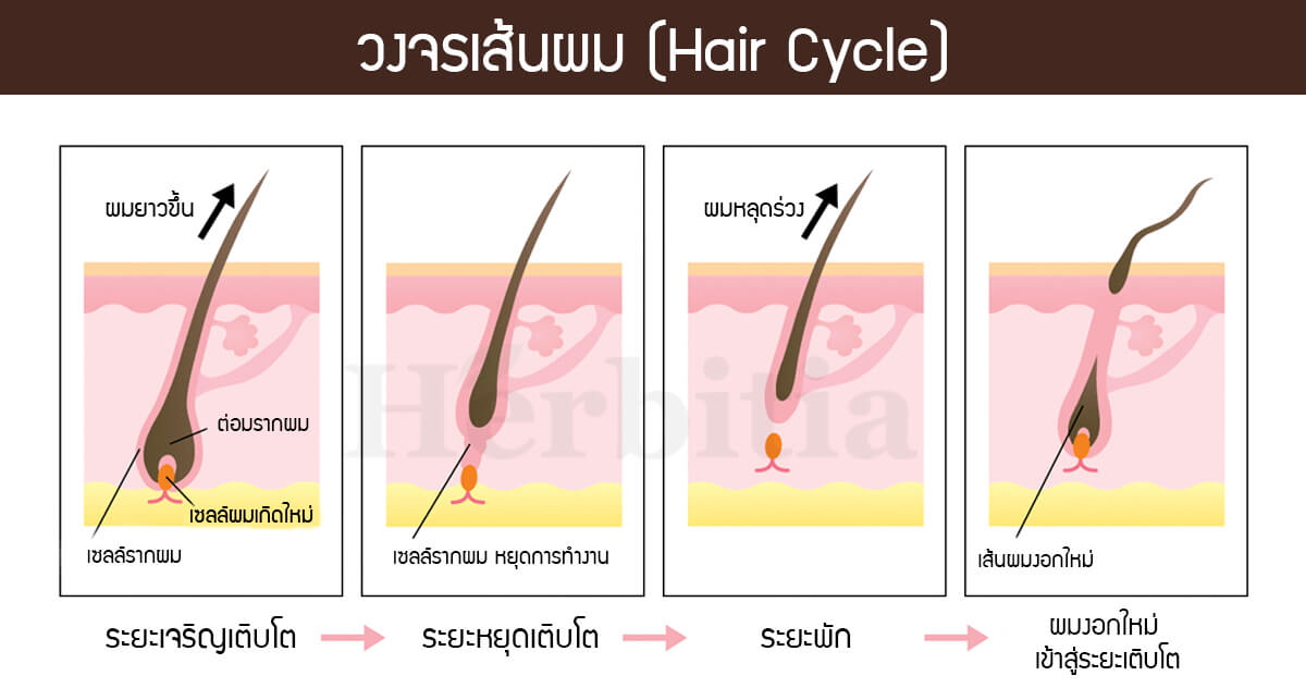 วงจรเส้นผม (Hair cycle)