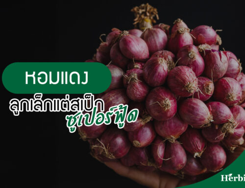 หอมแดง ลูกเล็กแต่สเป็กซูเปอร์ฟู้ด