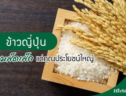 มหัศจรรย์เมล็ดข้าวญี่ปุ่น เมล็ดเล็กๆ แต่คุณประโยชน์ใหญ่