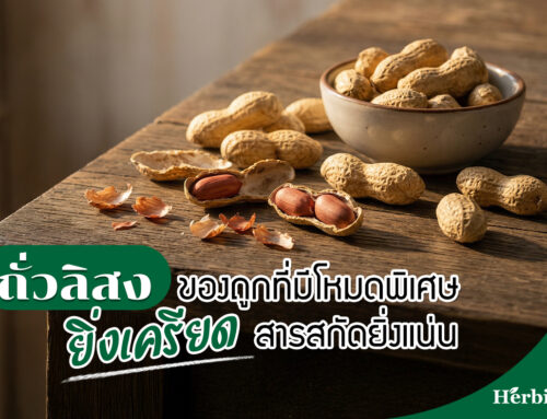 “ถั่วลิสง” ของถูกที่มีโหมดพิเศษ ยิ่งเครียด สารสกัดยิ่งแน่น