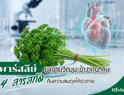 พาร์สลีย์ ยาอายุวัฒนะข้างจาน กับ 4 สารสกัดคืนความสมดุลให้ร่างกาย