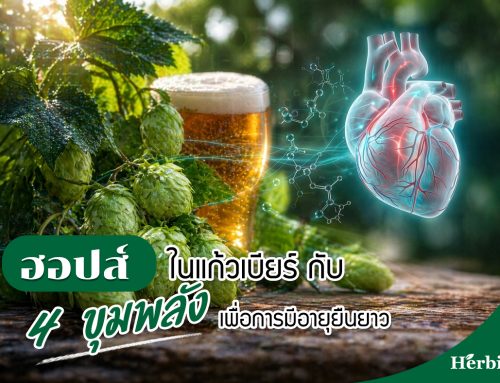 “ฮอปส์” ในแก้วเบียร์ กับ 4 ขุมพลังเพื่อการมีอายุยืนยาว