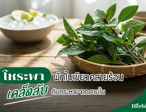 โหระพา… ผักใบเขียวคลายร้อน เคล็ดลับดับกระหายจากภายใน