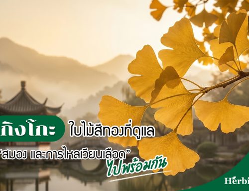 กิงโกะใบไม้สีทองที่ดูแล “สมอง และการไหลเวียนเลือด” ไปพร้อมกัน
