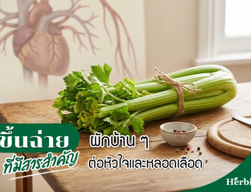 ขึ้นฉ่าย ผักบ้าน ๆ ที่มีสารสำคัญต่อหัวใจ และหลอดเลือด