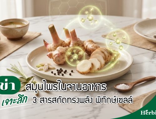 ข่า สมุนไพรในจานอาหาร เจาะลึก 3 สารสกัดทรงพลัง พิทักษ์เซลล์
